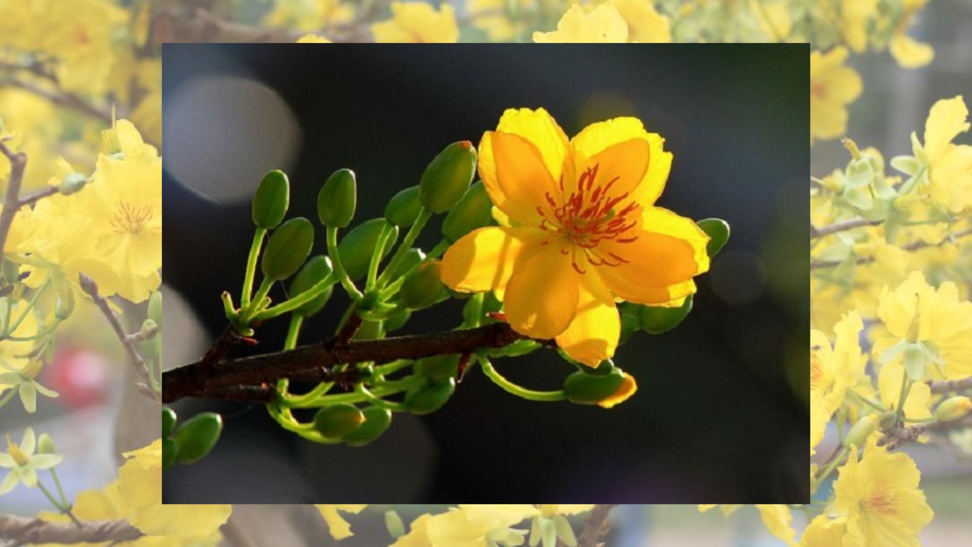 Lợi Ích Khi Trồng Hoa Mai